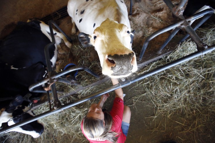 Beatle, a Holstein cow at Smiling Hill Farm, gets a scratch from animal caretaker Jamie McLaughlin on Wednesday. Equipment damage from a lightning strike on Tuesday – or perhaps several – has shut down milk processing at the farm.