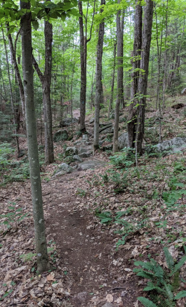 Homestead Trail, which travels over a rugged, rooty up-and-down path, is one way to reach the picnic meadow.