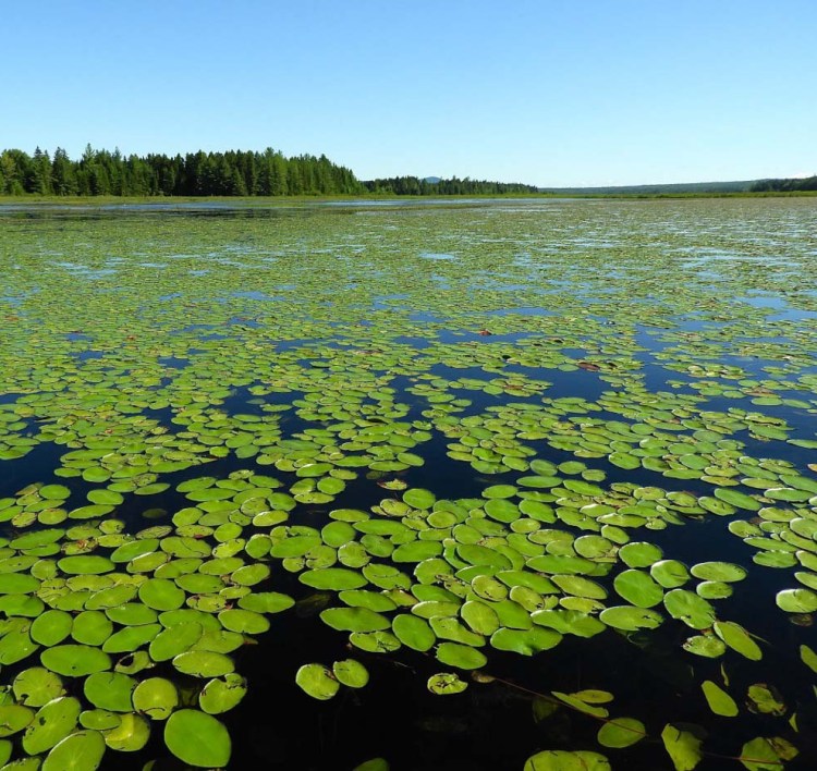 Vast patches of watershield float on the sides of the waterway during a paddling journey to one of Maine's numerous hidden wonders, the boreal gem of Shirley Bog, seven miles south of Moosehead Lake.
