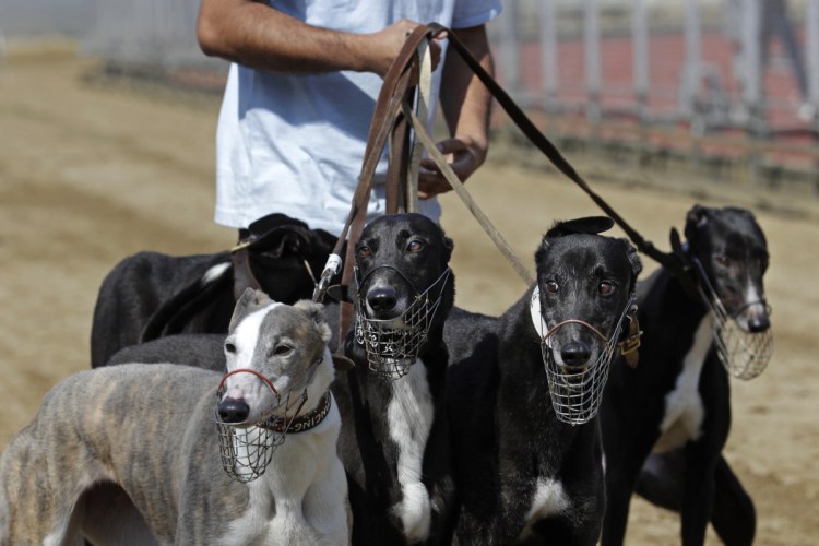 A dog handler escorts greyhounds walking at the track at the Yat Yuen Canidrome in Macau.