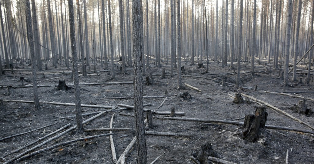 The burned trunks of trees are seen after a major forest fire in Angra, Ljusdal municipality, last Sunday. Sweden is fighting its most serious wildfires in decades.