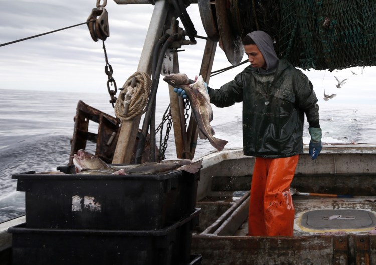 Elijah Voge-Meyers fills a crate with cod on a trawler off the coast of Hampton Beach, N.H. in 2016.