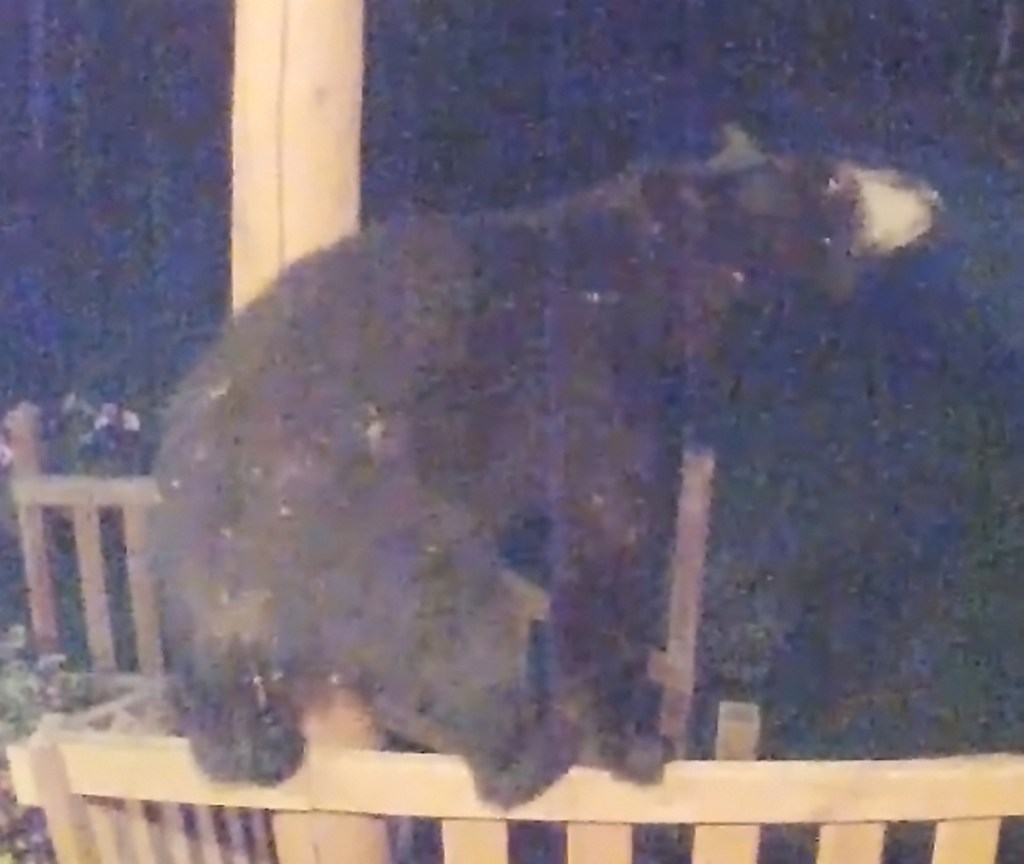 A black bear is caught on video climbing a porch early Tuesday morning at a home on Pullen Road in Augusta.