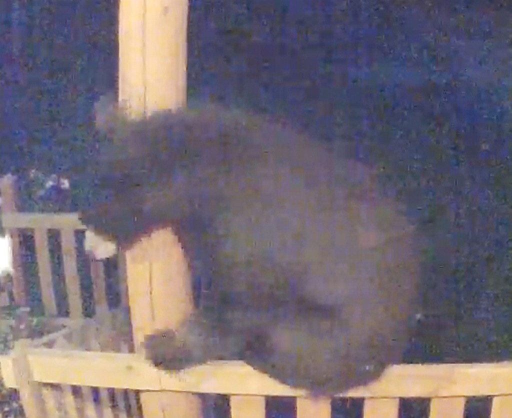 A black bear is caught on video climbing a porch early Tuesday morning at a home on Pullen Road in Augusta.