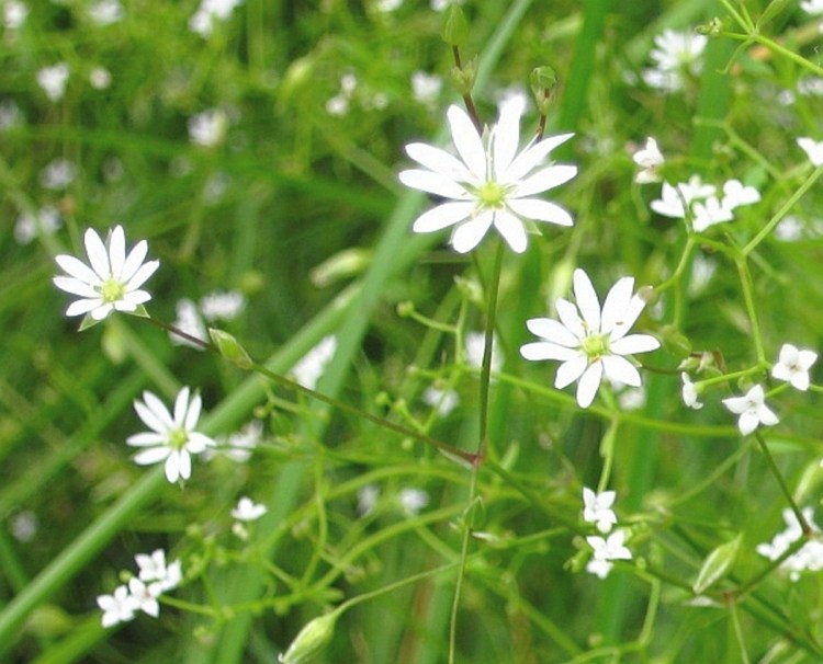 Lesser stitchwort and bedstraw blossoms in a field in Unity.