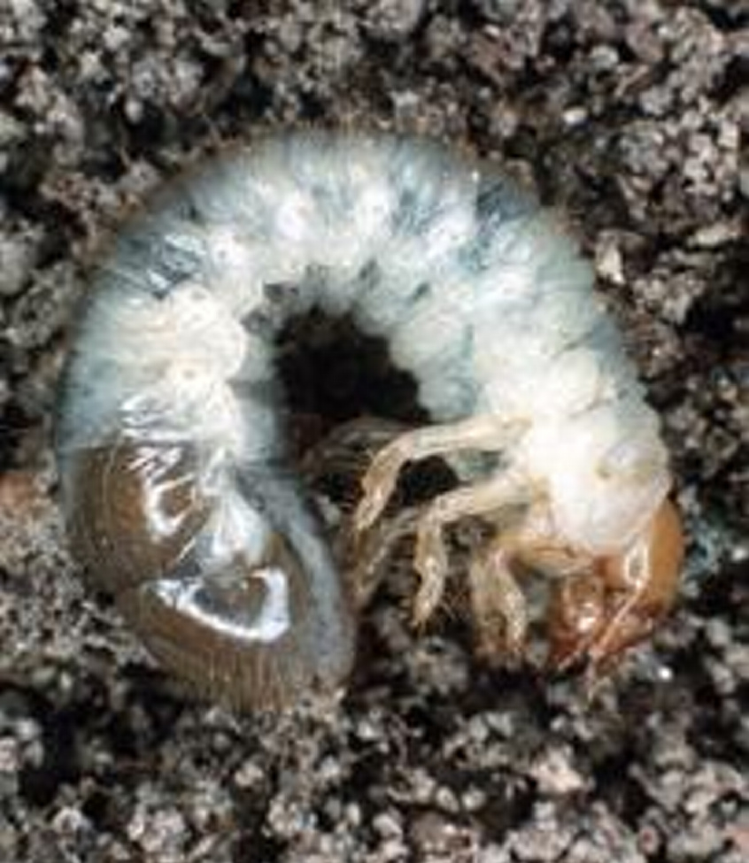 A Japanese beetle larva