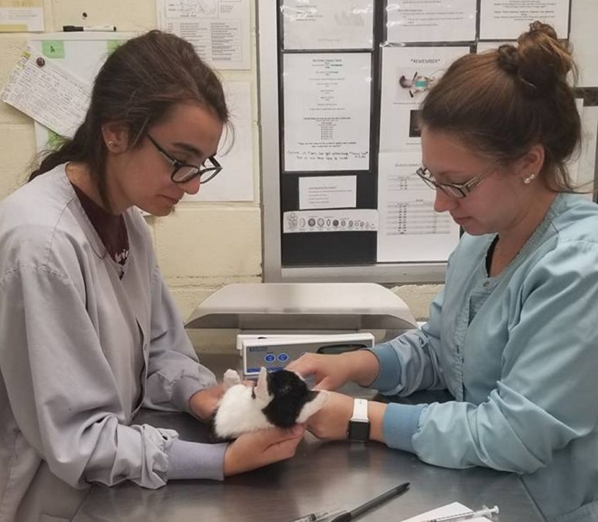 The Kennebec Valley Humane Society in Augusta says it is waiving adoption fees temporarily for certain cats and kittens amid an influx of felines.