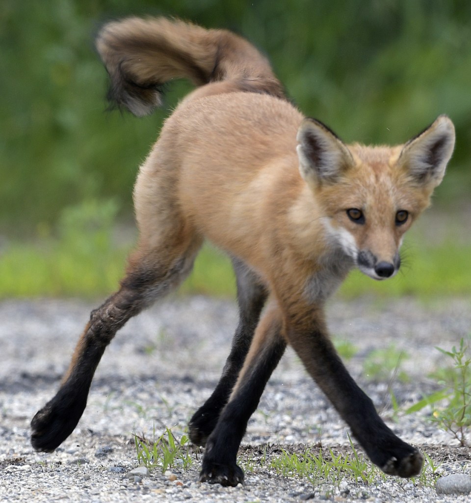 A red fox kit struts down a dirt road in Monmouth on Sunday. Curious young, wild canines may be admired from a distance, biologists say, to avoid injury to the animal and humans.