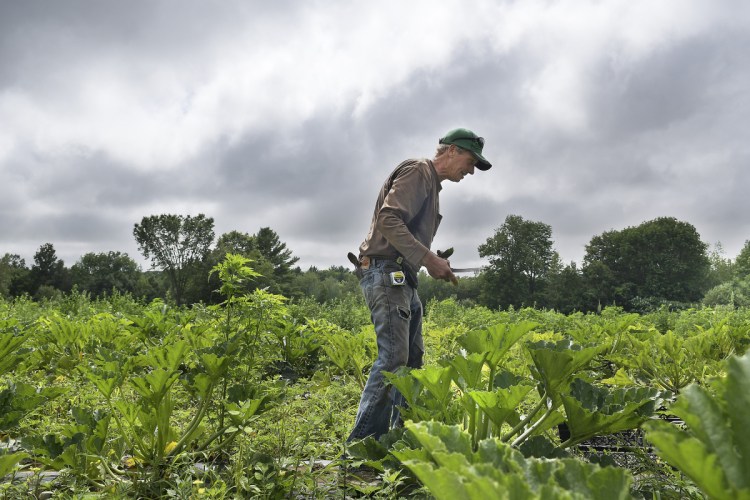Tom Fair harvests zucchini Tuesday at his family's farm in Litchfield. Fair said he has been hydrating produce this summer to combat dry conditions to enable vegetables to ripen for the farm stand at Applewald Farm. A relief to most farmers, rain is in the forecast this week, according to the National Weather Service.