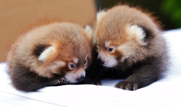 Twin red pandas huddle with each other at the zoo Tuesday Syracuse, N.Y. Belonging to an endangered species found in Asia, the male cubs, born on June 21, 2018, to the zoo's breeding pair of red pandas, mother Tabei and father Ketu, have been named Loofah and Doofah after characters in "The Land Before Time" animated dinosaur film series. 