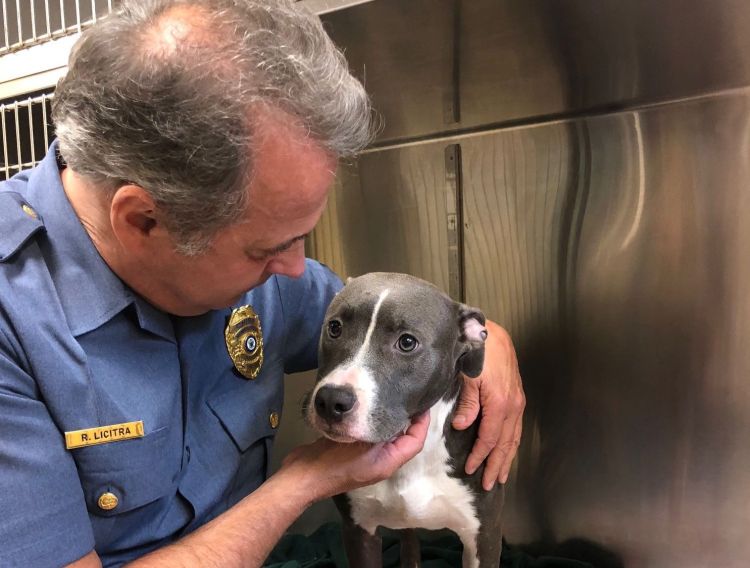 This young pit bull was rescued by a passerby after being caged and left to drown in the tide in New Jersey.