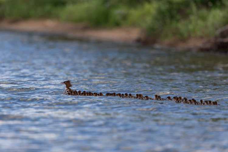 A common merganser is followed by a large group of ducklings, on a lake in Bemidji, Minn. in late June.