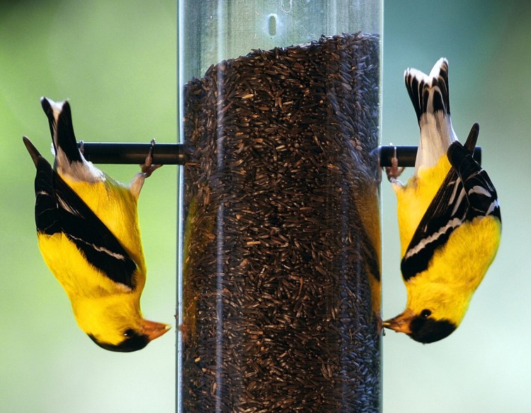 A pair of American goldfinches go head over tails for this bounty in a feeder. In Maine, when other species are heading south, the late mating season for goldfinches means their songs will be heard well into September.