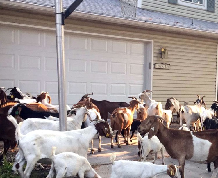 Scores of goats munch on flora and fauna in a residential area of Boise, Idaho, Friday.