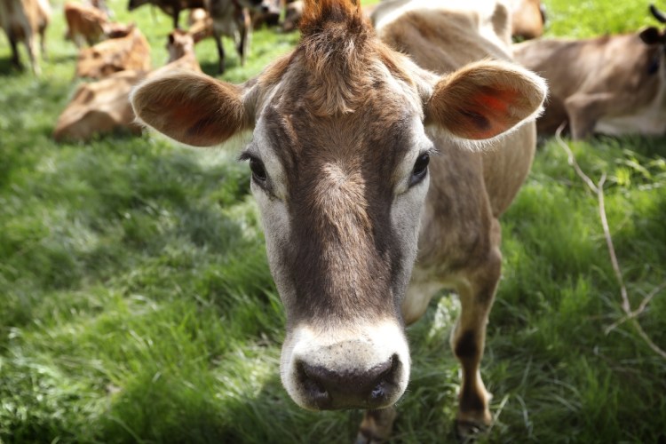 A Jersey cow feeds on Francis Thicke's organic dairy farm in Fairfield, Iowa. Thicke is working with other small farmers to create packaging that tells consumers their products meet traditional organic standards.