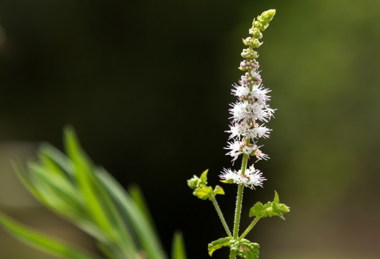 At this time of year, bugbane is one of the few herbaceous perennials blooming in shade gardens.