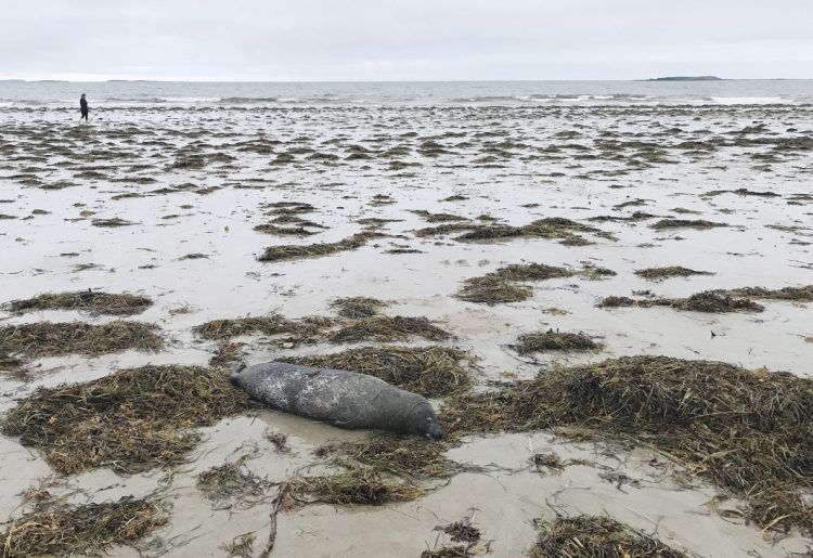 A dead seal on the shore at Bayview Beach in Saco on Sunday. This was one of several dead seals reported on the beach over the past two days.