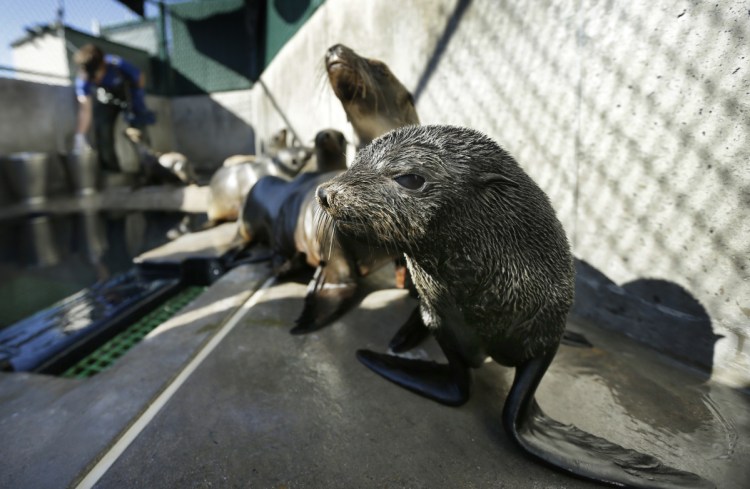 A Guadalupe fur seal, foreground, passes by as a California sea lion is fed at a rescue facility in San Diego.