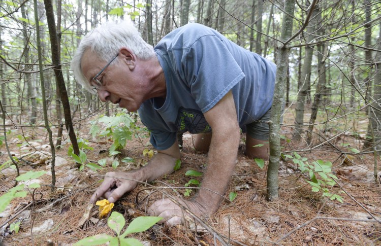 Mushroom forager Lee Huston inspects a chanterelle mushroom he spotted in the woods of Brunswick.
