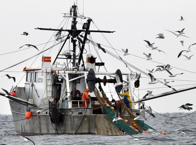 Gulls swarm a shrimping vessel in the Gulf of Maine in 2012. Warming ocean temperatures are inhospitable to the fishery, scientists say.