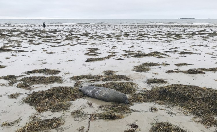 A dead seal lies on the shore at Bayview Beach in Saco on Aug. 12.