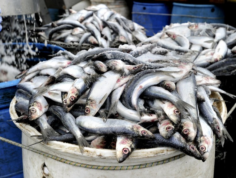Herring is harvested for use as bait, food, fish oil and other products.