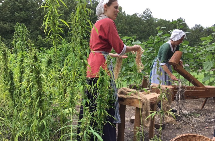 Employees at George Washington's Mount Vernon estate in Virginia harvest the first hemp crop grown there in centuries. Megan Romney, left, and Deb Colburn are among a group who planted it in May to highlight Washington's time as a farmer. People of his era wouldn't have used cannabis to get high, but he did view the plant as a cash crop.