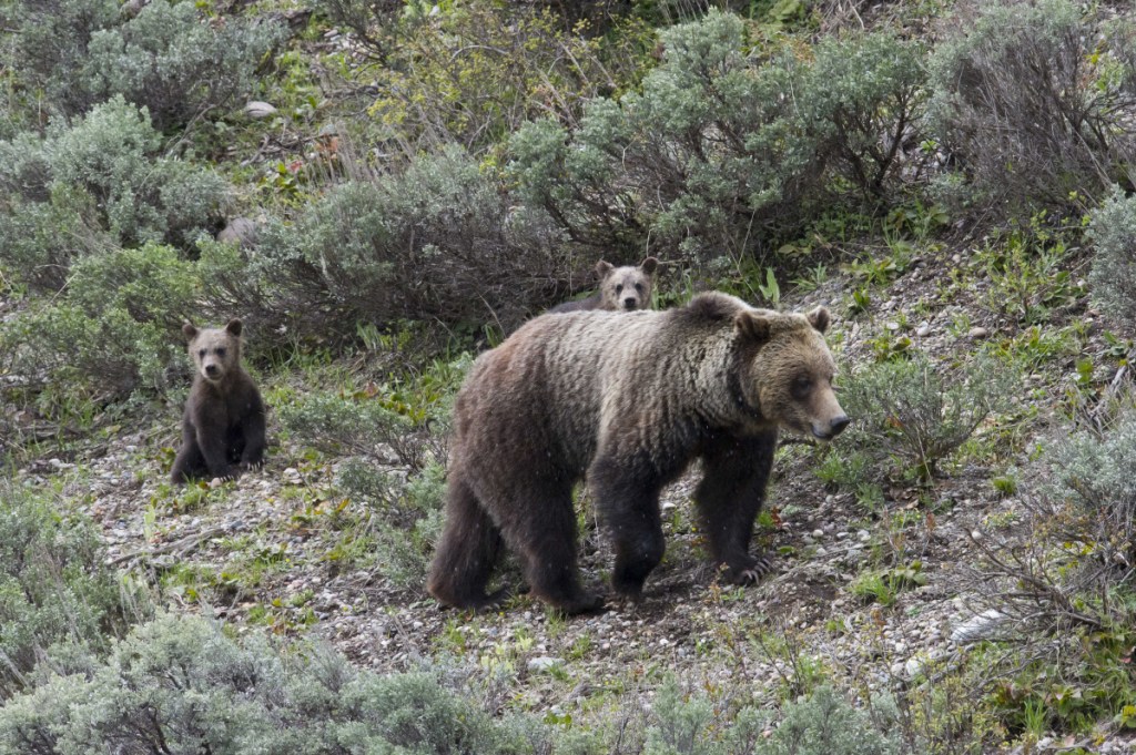 Though grizzly bears have increased in number since coming under federal protection, conservationists fear that even limited hunting could pose serious threats to the well-being of the iconic animals that, among other things, bring tourists to national parks.
