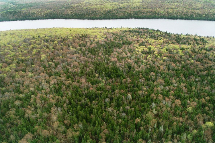 This aerial photo of the upper St. John River Valley shows the lush forest growth that is a valuable tool in fighting climate change.