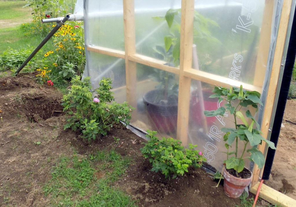 Following the tradition of planting roses at the end of every row in a vineyard, John and Patty Cormier of Farmington planted roses outside their new hoop house where grapes are being grown for wine production.