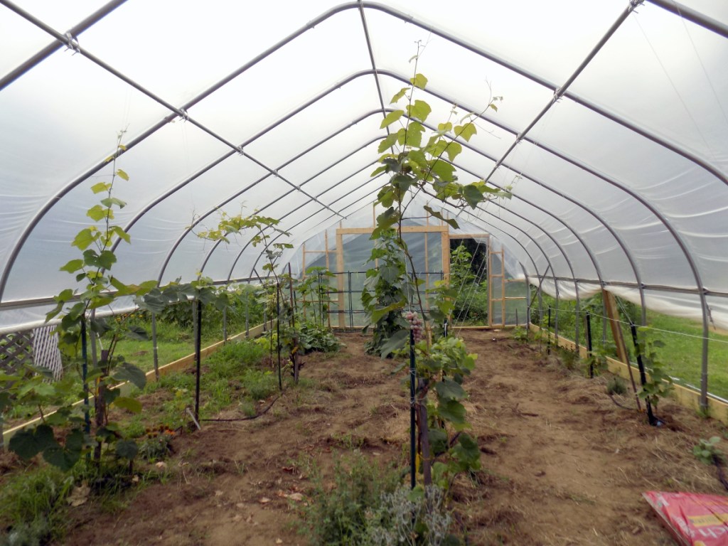 Frontenac grape vines grow in a hoop house at Kennebec Home Brew Supplies, 235 Farmington Falls Road, Farmington. The hoop house may be the first in Maine for growing grapes for wine production.