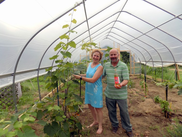 Patty and John Cormier stand in their new hoop house at Kennebec Home Brew Supplies on Farmington Falls Road in Farmington. The structure may be the first in Maine to grow grapes for wine production.