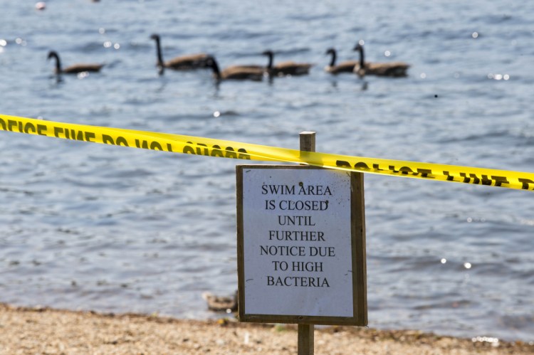 Geese swim through the designated swimming area Tuesday at Messalonskee Lake in Oakland. The beach has been closed because it tested positive for E. coli, which officials think was caused by goose feces in the water and recent high temperature.