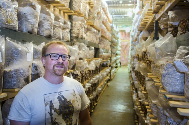 Mark Robinson stands in one of many rows of shelves full of inoculated mushroom substrates Friday in the climate-controlled growing room at Maine Cap N' Stem Mushroom Co. in Gardiner.