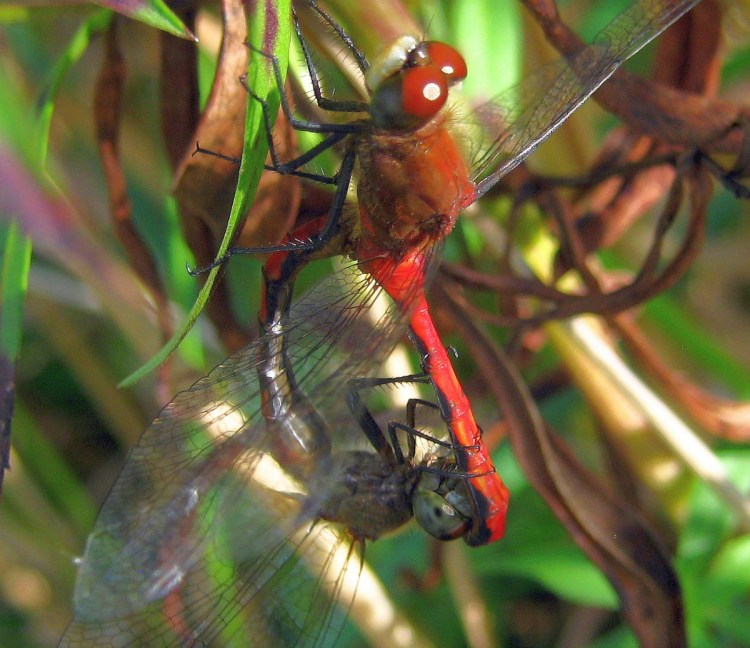 Two dragonflies mating in the Unity park in September 2015. The male is holding the female's head with the tip of his tail. This has not been a common sight in the park for several summers.