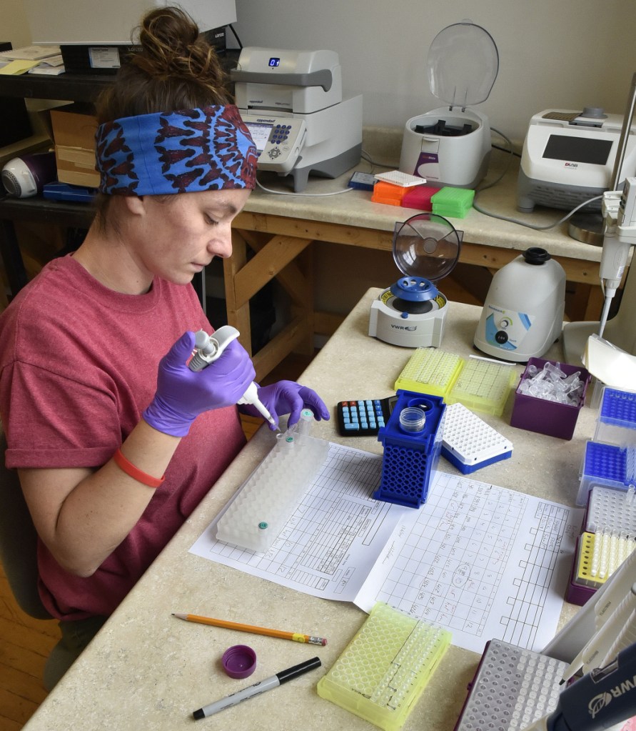 GenoTyping Center of America laboratory assistant Anna McKenney prepares a plate for a DNA sample Wednesday at the company's site in the Hathaway Creative Center in Waterville.