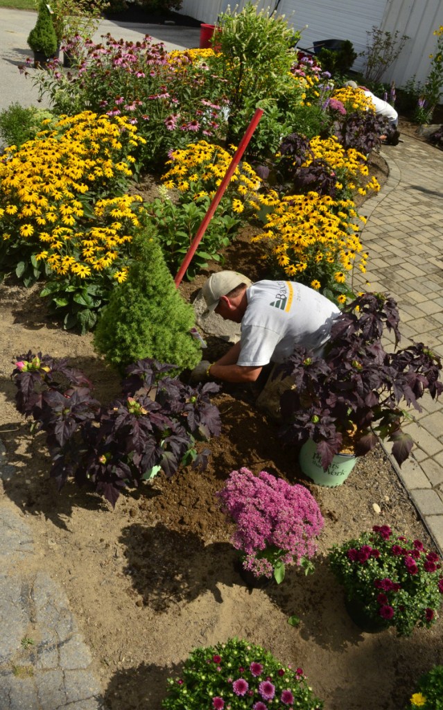 Bancroft Landscaping employee Kelly Allen plants a shrub Tuesday at the Windsor Fairgrounds in Windsor.