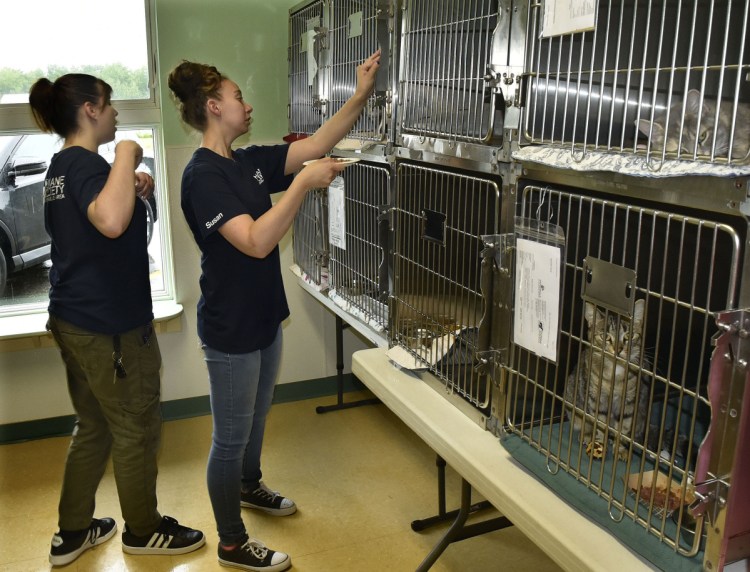 Humane Society Waterville Area employees Cassidy Morse, left, and Susan Robbins feed the cats Wednesday at the financially strapped Waterville facility.