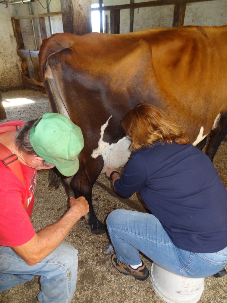 Lee Straw, left, teaches Laura Fortman how to milk a cow.