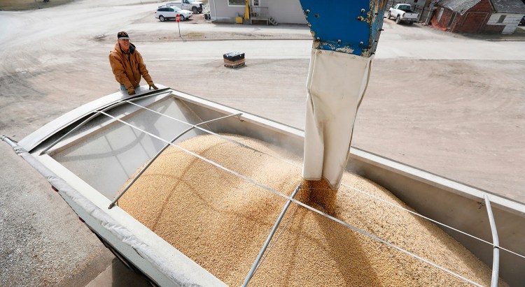 Terry Morrison, of Earlham, Iowa, watches as soybeans are loaded into his trailer at the Heartland Co-op., in Redfield, Iowa. Soybeans are the largest agricultural export in the U.S., and face a new tariff.