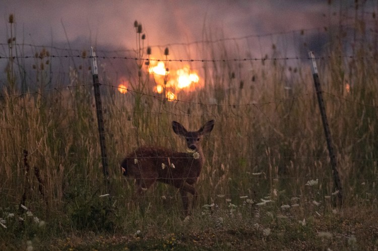 With fire burning on multiple sides, a deer stands behind a fence as the River Fire tears though Lakeport, Calif., on Tuesday, July 31, 2018. 