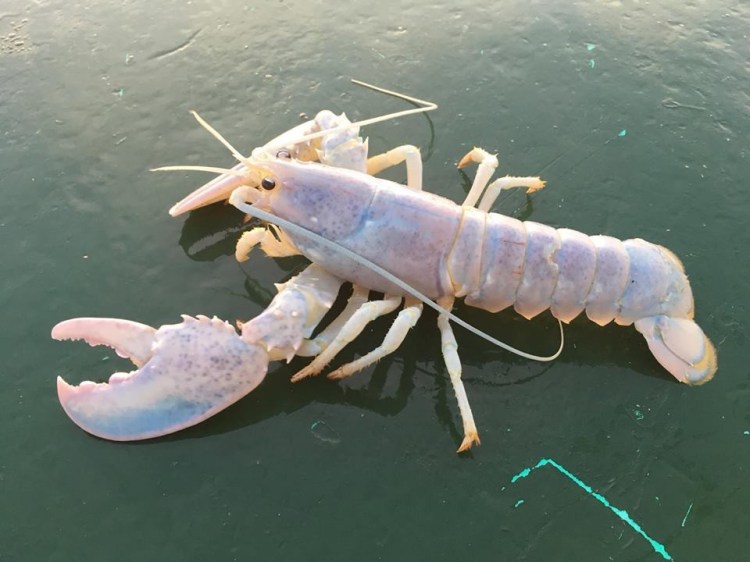 This rare translucent lobster was caught off Stonington on Tuesday morning.