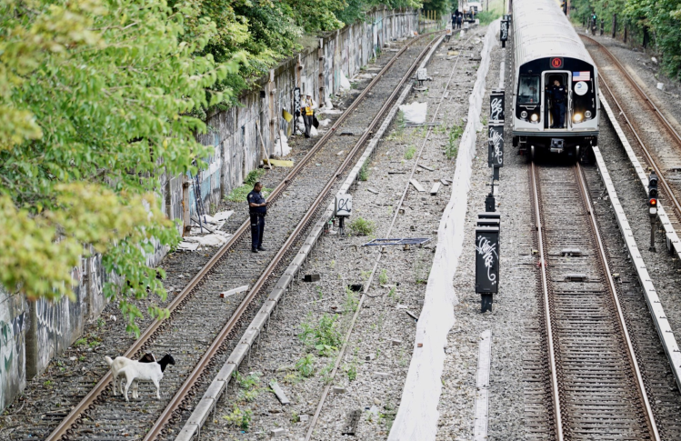 Comedian Jon Stewart has adopted this pair of goats who made news Monday because they were blocking a train line in Brooklyn.