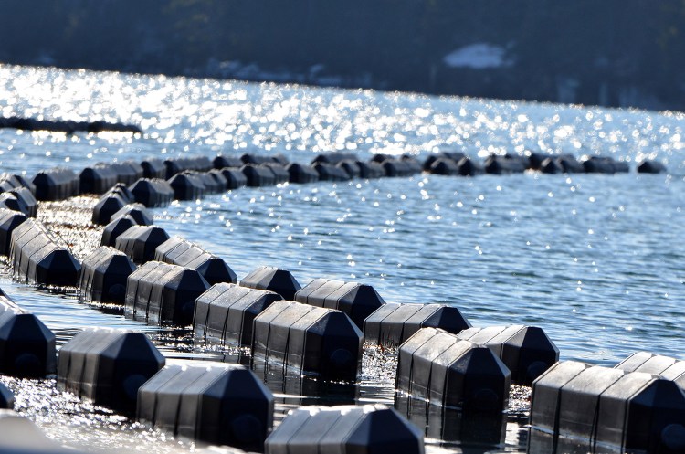 Oyster cages float on the Damariscotta River as part of Mook Sea Farm. The Mook Sea Farm combines sophisticated oyster breeding with a rugged growing operation. 