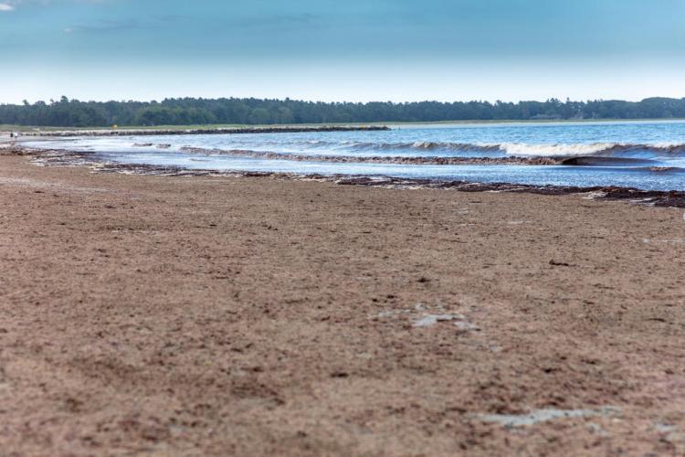 The Asian red algae that covers the beach at Pine Point has a noxious odor.