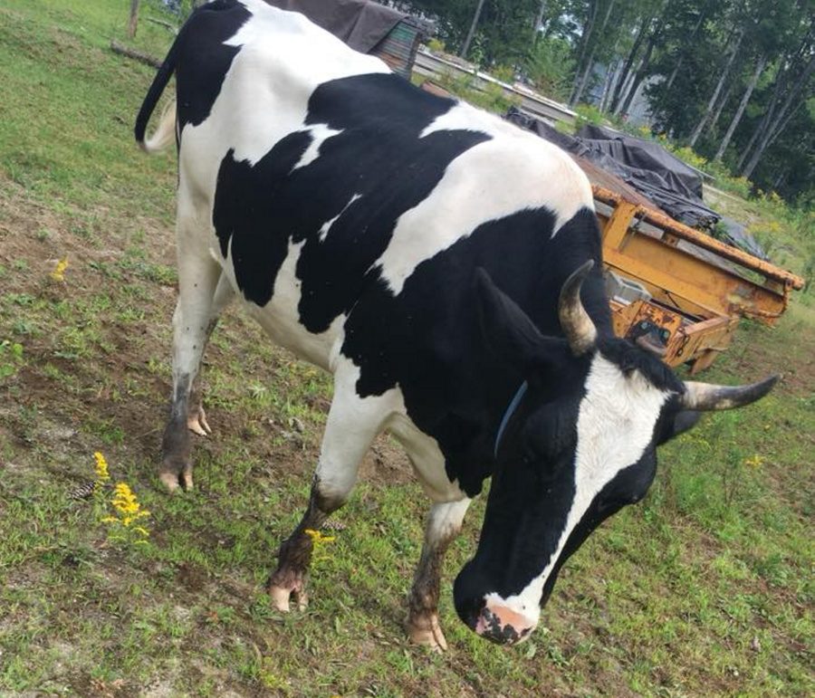 Police say Sophie, a 3-year-old Holstein heifer, was shot and killed by a neighbor of her owners after causing damage to an SUV.