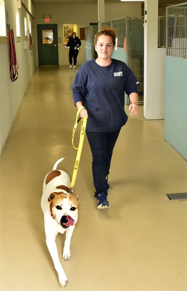 Ashley Marchind takes a dog out for a walk on Thursday at the Humane Society Waterville Area shelter.