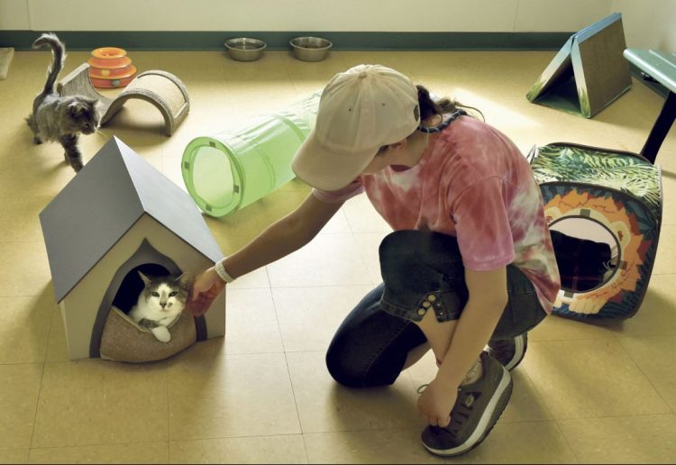 Ashley Bowring plays with cats Thursday at the Humane Society Waterville Area shelter.