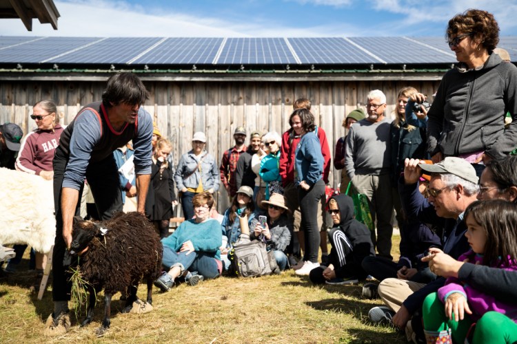 Jeff Burchstead shows the crowd an unshorn sheep Saturday morning during his sheep-shearing demonstration at the Common Ground Country Fair in Unity. Burchstead spoke about the process and then demonstrated to the onlookers. There are about seven shearers in the state, according to Burchstead.