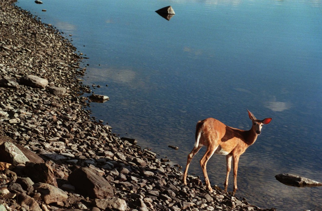 A doe drinks from Chamberlain Lake in the Allagash Wilderness Waterway.